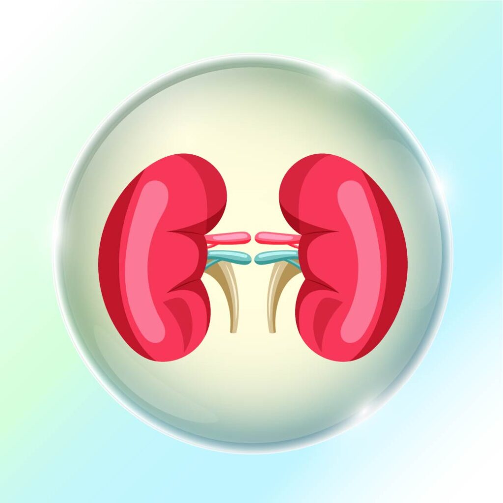 How to take care of your kidneys..to keep them strong